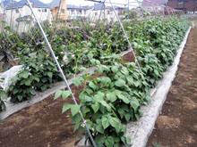 ���񂰂�Q
